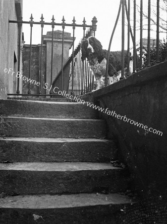 DOG AT TOP OF BACK STEPS  EMO COURT